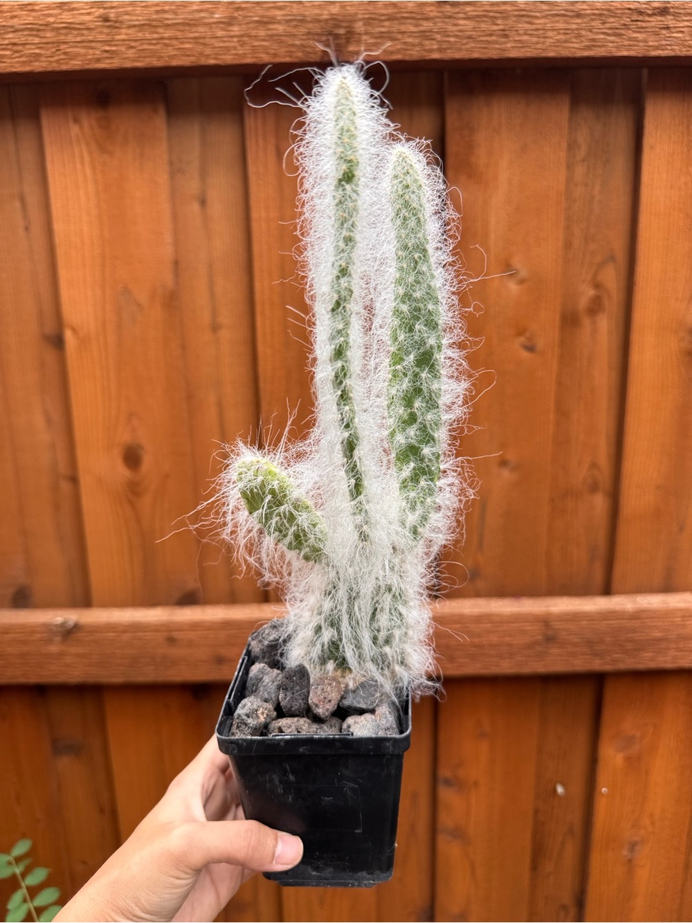 Fuzzy White Cactus Opuntia Snow Erinacea Plant 10-12 in - rare